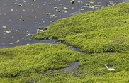 BP to pay record $4.5 bn fine over US oil spill 