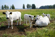 Baltic farmers demand fair slice of EU aid 