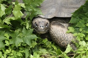 Ecuador's Lonesome George wasn't lonely after all 