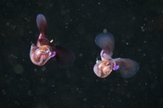What's eating the sea butterfly? CO2, study says 