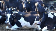 Cows with virus diarrhea imported to Kazakhstan from Austria