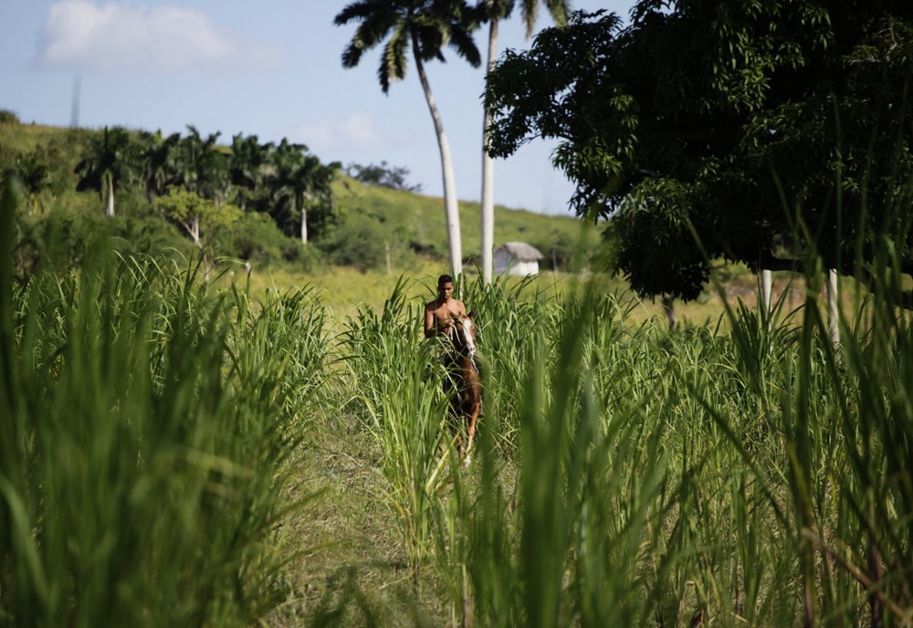 Brazil to produce more sugar, less ethanol 