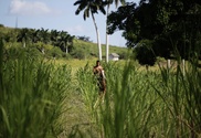 Brazil to produce more sugar, less ethanol 
