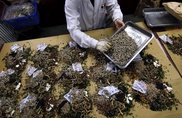 Revealed: secrets of ancient Chinese medicinal herb 