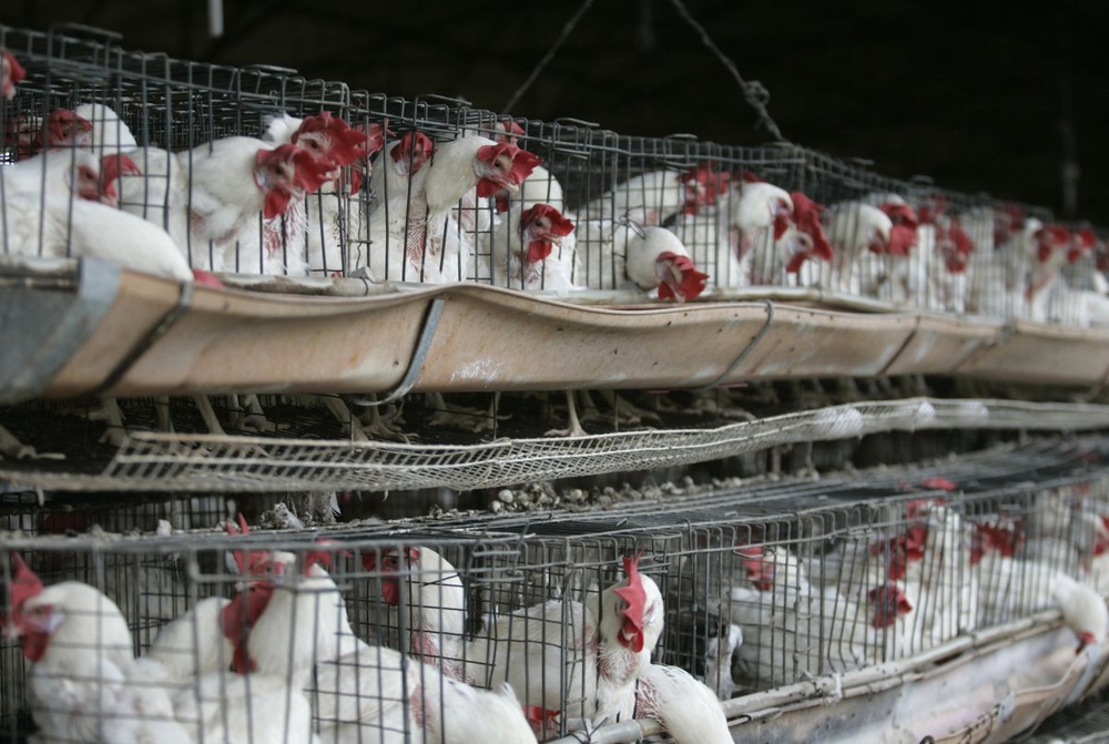 Bangladesh slaughters 150,000 birds over avian flu 