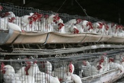 Bangladesh slaughters 150,000 birds over avian flu 