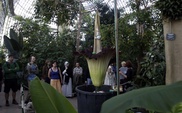 World's smelliest and largest flower blooms in Brazil 