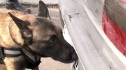 Dogs are trained to fight against terrorism in Kokshetau