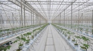 Glass-grown vegetables to be supplied to Astana by 2013