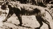 Kazakhstan makes a step to restore tigers
