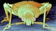 Aktau is infested by bedbugs