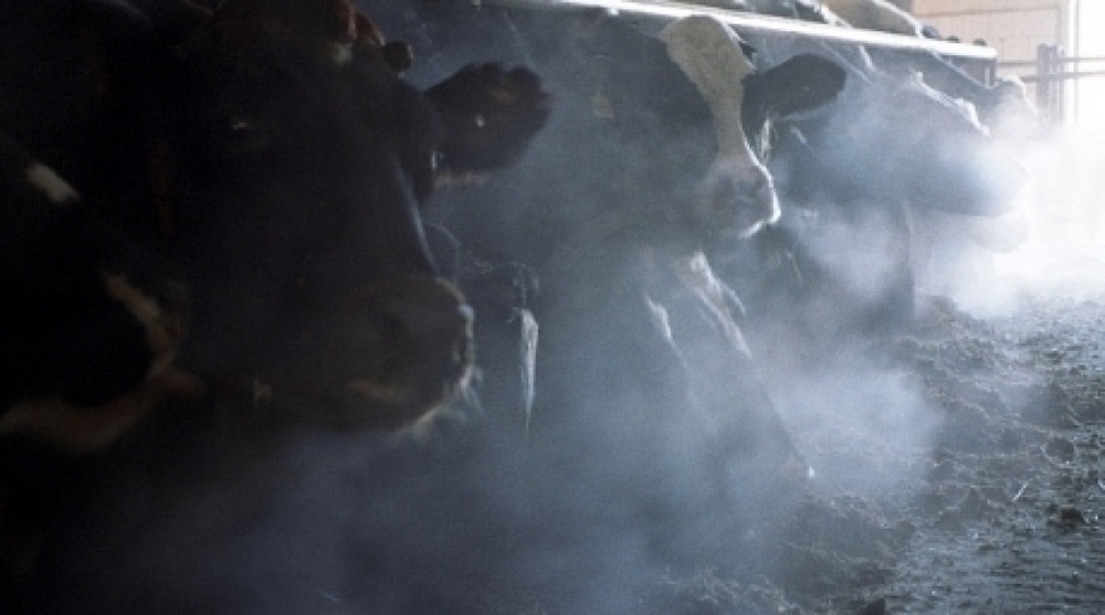 Kyzylorda oblast is ready for meat export