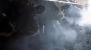 Kyzylorda oblast is ready for meat export