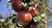 Movie about Kazakhstan apple tree got Audience Award in French Festival