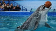 Dolphinarium and ski slope to be constructed at Almaty Sayran lake