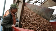 Kyrgyzstan will supply 100 tons of vegetables a week to Kazakhstan 
