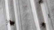 Epidemiologists warn about ticks wakeup in Almaty