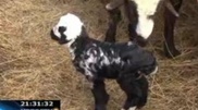 Saudi Arabian citizens offered $10 thousand for the lamb with Allah and Mohammed signs