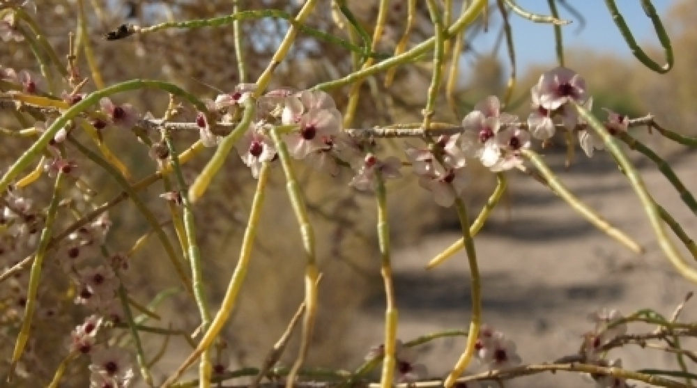 10 000 hectares of Aral sea bottom will be wooded this year