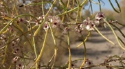 10 000 hectares of Aral sea bottom will be wooded this year