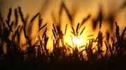 Kazakhstan offered Indonesia to open companies for agricultural goods processing