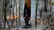 24 hectares of North Kazakhstan forest is on fire  