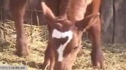 Calf with number 7 on its forehead born in Akmola Oblast