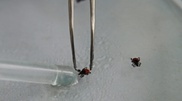 500 Almaty residents applied for aid after tick bites