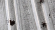 860 people applied for aid after tick bites in South Kazakhstan oblast
