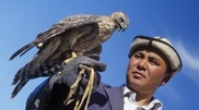 Falcons treated in UAE freed to wild in Kazakhstan 