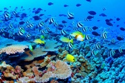 Australian scientists discover deep sea corals 