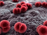 Study reveals new info on how bacteria survive drugs 