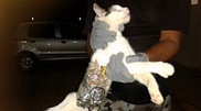 Brazil inmates train cat for prison break 