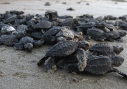 Breeding season underway for famed Galapagos tortoises 