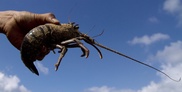 Be kind to your seafood, study urges 