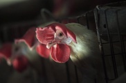 Cambodia reports two new bird flu deaths 