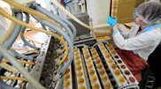Akhmetov mulls supporting local agricultural processing companies