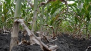 Kazakhstan Agriculture Ministry mulls annual planning of drought costs