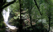 Australia rejects heritage listing for Tasmanian rainforest 