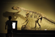 Asteroid strike did in the dinosaurs: study 