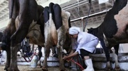 Dangerous sodium benzoate discovered in Kazakhstan-made milk