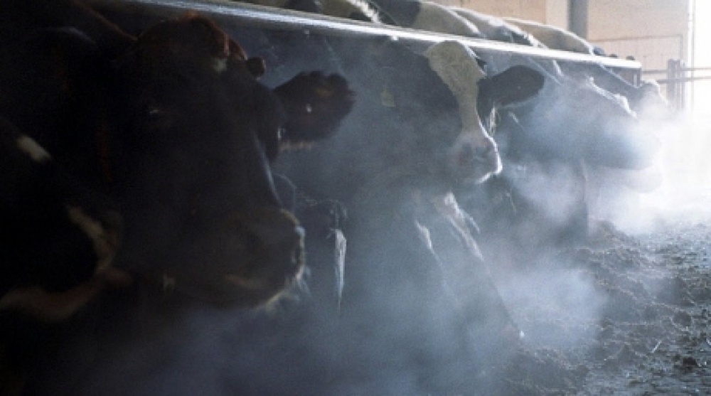 Austrian cows could get virus diarrhea with vaccines in Kazakhstan