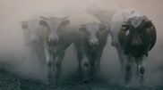 Mass cattle import to Kazakhstan should be suspended: Ex-Minister