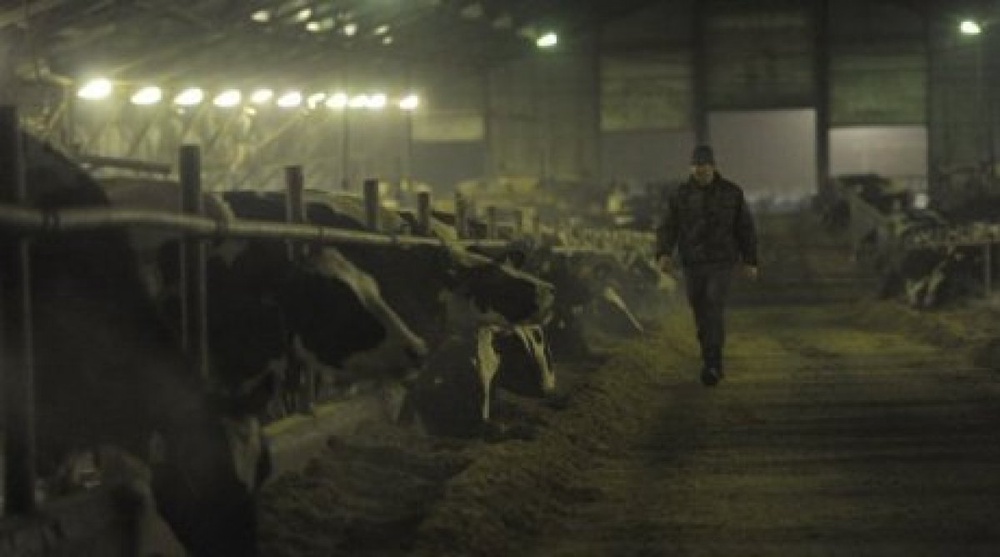 Hungary did not supply sick cows to Kazakhstan