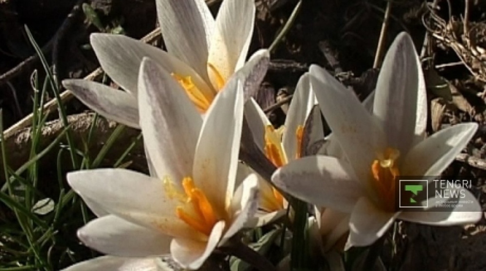 Snowdrops blooming in South Kazakhstan