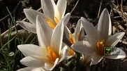 Snowdrops blooming in South Kazakhstan