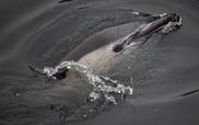 New Zealand dolphin faces extinction, group warns 