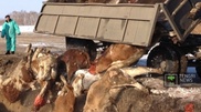 Extermination of sick cows started in North Kazakhstan