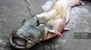 Fisherman from southern Kazkahstan catches 150kg catfish