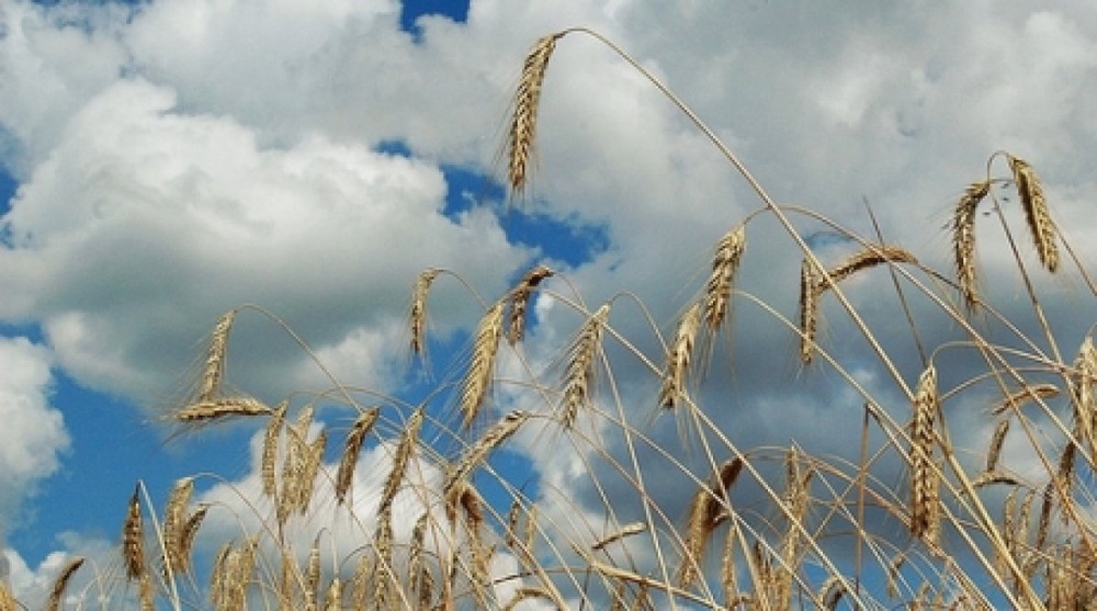 Kazakhstan government to pay $3 million for seeds